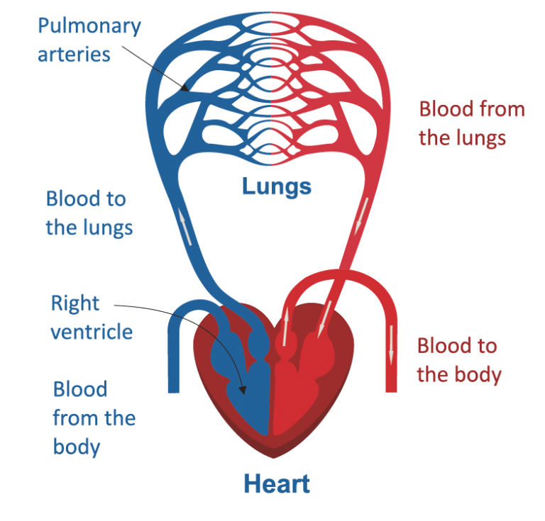 Basics of the Blood Vessels Elite Cardiovascular Group