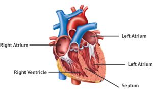 Basics of the Heart - Elite Cardiovascular Group