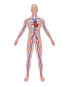 Basics of the Blood Vessels - Elite Cardiovascular Group